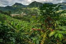 Load image into Gallery viewer, WILLY'S Decaf Coffee - Swiss Water Process - Armenia, Colombia