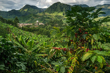 Load image into Gallery viewer, WILLY'S Coffee - Super Clasico - Armenia, Colombia - 4th Wave