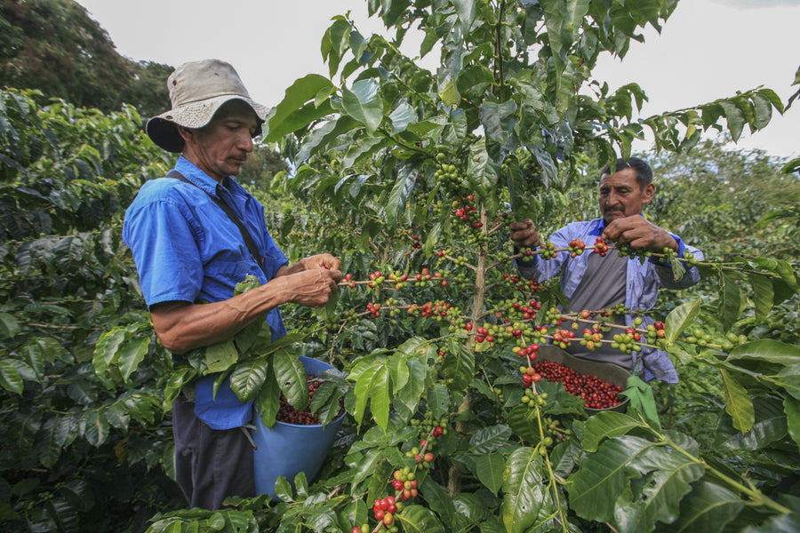 Coffee Farming In Armenia, Colombia - An Early History